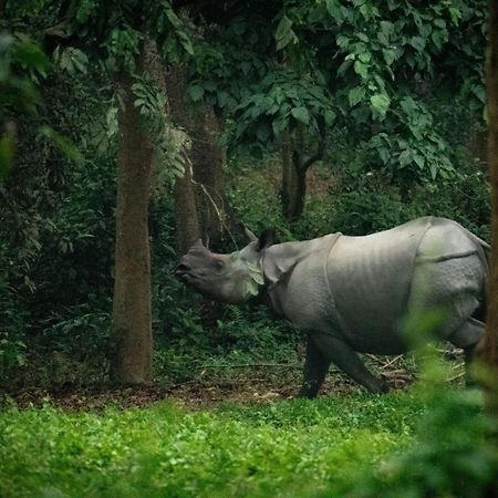 Hotel Tree Tops- A Serene Friendly Hotel In Sauraha 奇旺 外观 照片
