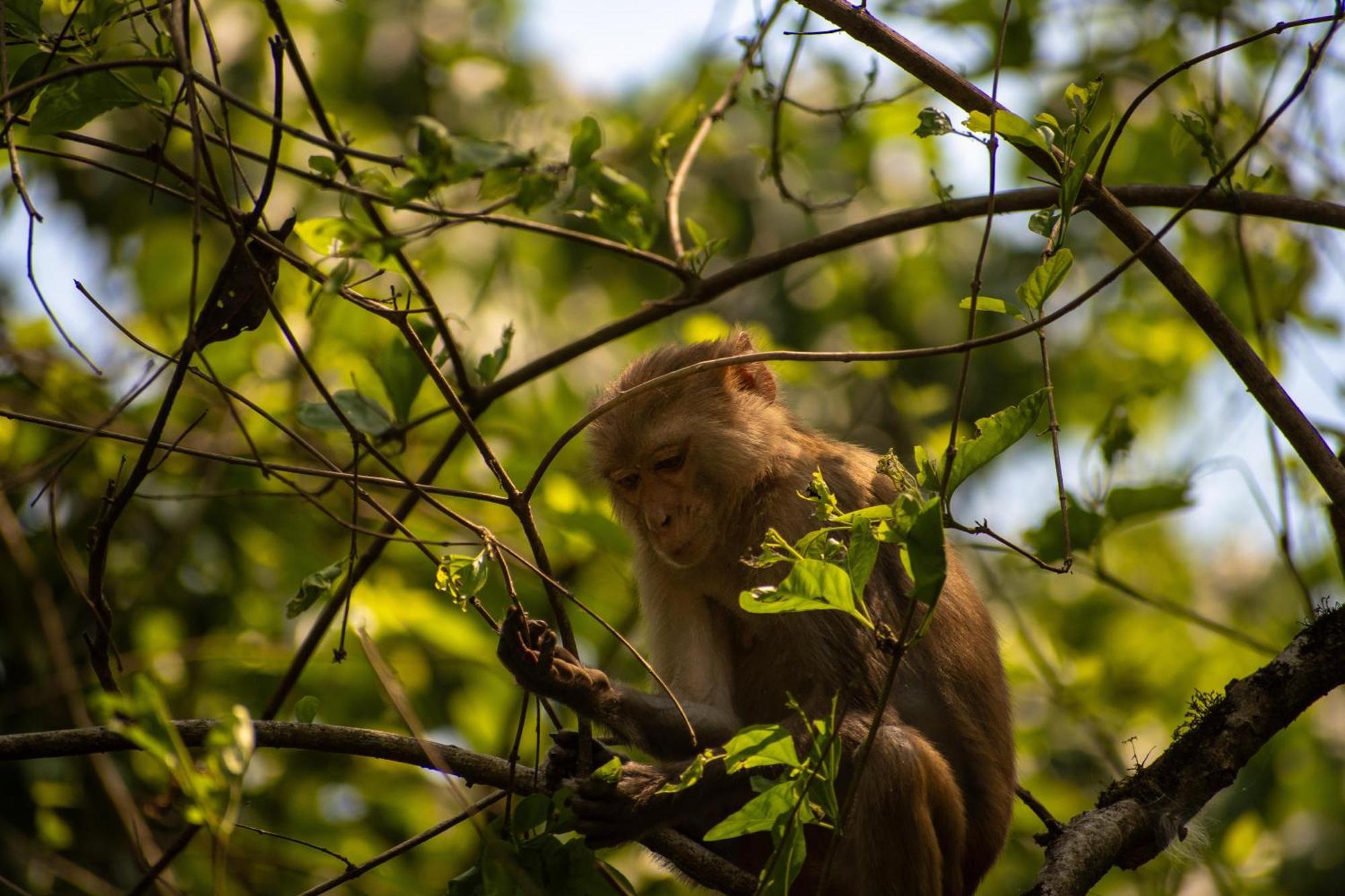 Hotel Tree Tops- A Serene Friendly Hotel In Sauraha 奇旺 外观 照片