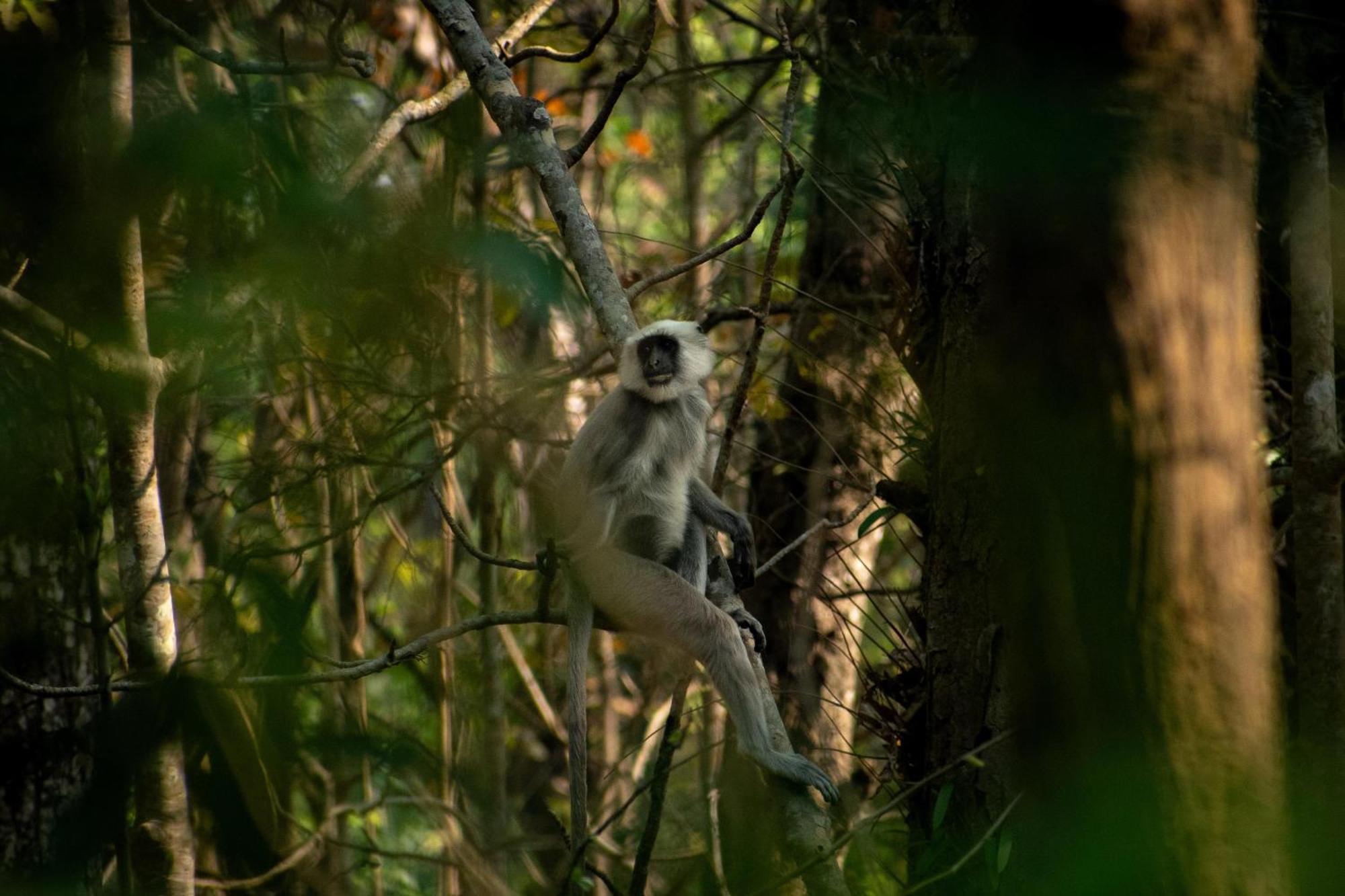 Hotel Tree Tops- A Serene Friendly Hotel In Sauraha 奇旺 外观 照片